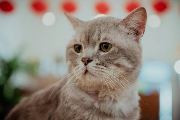 Revamp Your Tesla Model 3: Unlock Advanced Sound System Upgrade Secrets!